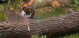 Best Arborist Consultation Services  in Wilder, ID