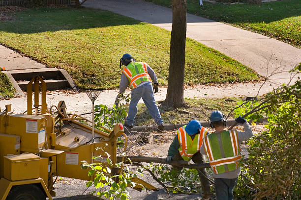 Best Root Management and Removal  in Wilder, ID