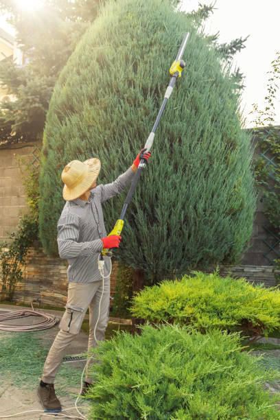 Best Tree and Shrub Care  in Wilder, ID